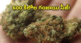 Ganja Seizure: సంగారెడ్డిలో భారీగా గంజాయి పట్టివేత.. 600 కిలోల గంజాయి సీజ్!