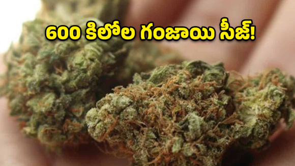 Ganja Seizure: సంగారెడ్డిలో భారీగా గంజాయి పట్టివేత.. 600 కిలోల గంజాయి సీజ్!