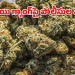 Ganja Seizure: ఎర్నాకులం ఎక్స్‌ప్రెస్‌లో గంజాయి గుట్టురట్టు.. ఆరుగురు అరెస్ట్!