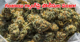 Ganja Seizure: ఎర్నాకులం ఎక్స్‌ప్రెస్‌లో గంజాయి గుట్టురట్టు.. ఆరుగురు అరెస్ట్!