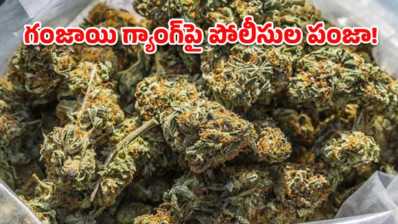 Ganja Seizure: ఎర్నాకులం ఎక్స్‌ప్రెస్‌లో గంజాయి గుట్టురట్టు.. ఆరుగురు అరెస్ట్!