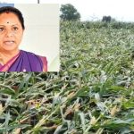 నేలపాలైన పంటలు.. కన్నీరుమున్నీరవుతున్న రైతన్నలు, ప్రభుత్వం ఆదుకోవాలని కవిత డిమాండ్