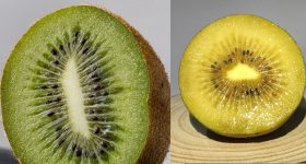 Kiwi Fruits: ఆకుపచ్చ కివీ లేదా గోల్డెన్ కివీ... ఈ రెండింటిలో ఏది తింటే మంచిది?