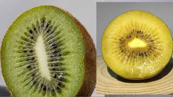 Kiwi Fruits: ఆకుపచ్చ కివీ లేదా గోల్డెన్ కివీ… ఈ రెండింటిలో ఏది తింటే మంచిది?