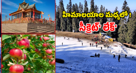 Rajgopal Reddy: రేవంత్ రెడ్డిది విజనరీ పాలన.. గొర్రెలు.. బర్రెలు కాదు.. మాకు చదువులు కావాలన్న ఎమ్మెల్యే రాజగోపాల్ రెడ్డి