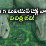 Tanyka: 275 మిలియన్ సంవత్సరాల నాటి విచిత్రమైన జీవి, సజీవ శిలాజం టానికా గురించి మీకు తెలుసా?