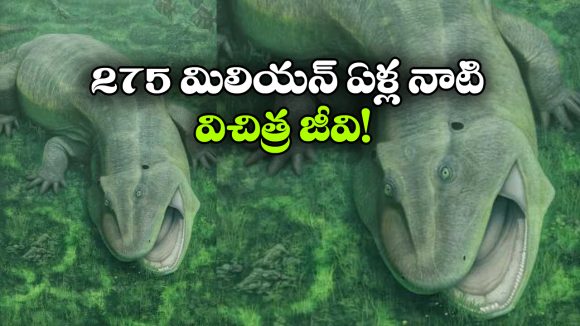 Tanyka: 275 మిలియన్ సంవత్సరాల నాటి విచిత్రమైన జీవి, సజీవ శిలాజం టానికా గురించి మీకు తెలుసా?