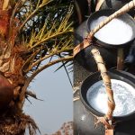 Palm Toddy vs Date Toddy: తాటికల్లు Vs ఈతకల్లు:ఏది తాగితే మీ బాడీ ఏసీలా మారుతుందో తెలుసా!