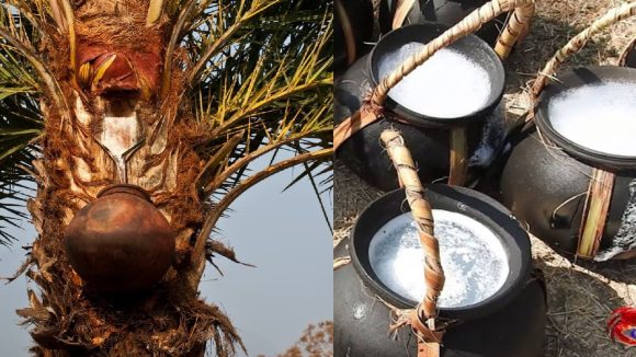 Palm Toddy vs Date Toddy: తాటికల్లు Vs ఈతకల్లు:ఏది తాగితే మీ బాడీ ఏసీలా మారుతుందో తెలుసా!