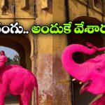 ఏనుగుకు గులాబీ రంగు.. ఇండియాలో విదేశీ ఫొటోగ్రాఫర్ చేసిన పనికి అంత షాక్!
