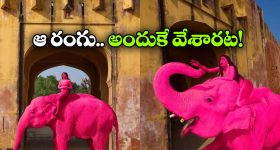 ఏనుగుకు గులాబీ రంగు.. ఇండియాలో విదేశీ ఫొటోగ్రాఫర్ చేసిన పనికి అంత షాక్!