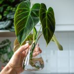 Plants without Soil: మట్టి అవసరం లేకుండా నీటిలోనే ఈ మొక్కలను సులువుగా పెంచేయండి
