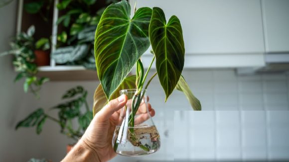 Plants without Soil: మట్టి అవసరం లేకుండా నీటిలోనే ఈ మొక్కలను సులువుగా పెంచేయండి