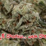 Sangareddy: రూ.2.87 కోట్ల విలువైన గంజాయి పట్టివేత, పక్కా స్కెచ్‌తో పోలీసులు ఎలా పట్టుకున్నారంటే?