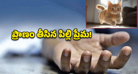 Butterfly vs Philips: మధ్యతరగతి బ్రాండ్స్.. ఈ రెండు ఇండక్షన్స్ స్టవ్స్‌లో.. ఫీచర్ల పరంగా ఏది బెస్ట్?