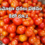 Tomato Rates Collapsed: కూరగాయల రారాజు.. కిలో 2 రూపాయలే! అయ్యో రైతన్న!