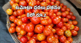 Tomato Rates Collapsed: కూరగాయల రారాజు.. కిలో 2 రూపాయలే! అయ్యో రైతన్న!