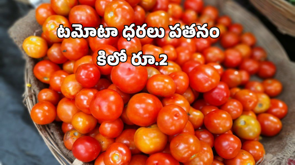 Tomato Rates Collapsed: కూరగాయల రారాజు.. కిలో 2 రూపాయలే! అయ్యో రైతన్న!