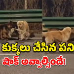 Viral story: సినిమాను తలపించే సీన్.. మనుషులు చేయలేని పనిని ఈ కుక్కలు చేసి చూపించాయి!