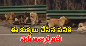 Viral story: సినిమాను తలపించే సీన్.. మనుషులు చేయలేని పనిని ఈ కుక్కలు చేసి చూపించాయి!
