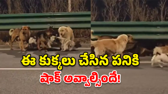 Viral story: సినిమాను తలపించే సీన్.. మనుషులు చేయలేని పనిని ఈ కుక్కలు చేసి చూపించాయి!