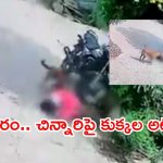 Warangal: వీధి కుక్కల బీభత్సం.. 8 ఏళ్ల బాలికపై దాడి, రక్తపు మడుగులో చిన్నారి
