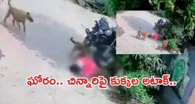 Warangal: వీధి కుక్కల బీభత్సం.. 8 ఏళ్ల బాలికపై దాడి, రక్తపు మడుగులో చిన్నారి