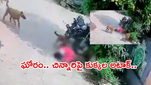 Warangal: వీధి కుక్కల బీభత్సం.. 8 ఏళ్ల బాలికపై దాడి, రక్తపు మడుగులో చిన్నారి