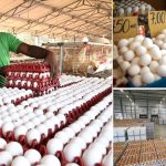 Egg Prices Crash: వార్ ఎఫెక్ట్.. మార్కెట్లో పతనమైన కోడిగుడ్ల ధరలు, సామాన్యుడికి రిలీఫ్, రైతులు లబోదిబో