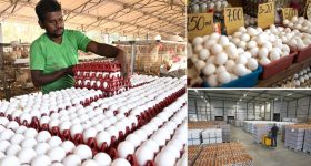 Egg Prices Crash: వార్ ఎఫెక్ట్.. మార్కెట్లో పతనమైన కోడిగుడ్ల ధరలు, సామాన్యుడికి రిలీఫ్, రైతులు లబోదిబో