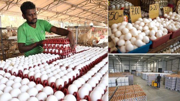 Egg Prices Crash: వార్ ఎఫెక్ట్.. మార్కెట్లో పతనమైన కోడిగుడ్ల ధరలు, సామాన్యుడికి రిలీఫ్, రైతులు లబోదిబో