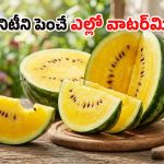 Yellow Watermelon Benefits: పసుపు పుచ్చకాయలకు పెరిగిన డిమాండ్.. బెనిఫిట్స్ తెలిస్తే మీరూ వదలరు!