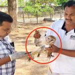 Rare Bird: హుజూరాబాద్‌లో వింత పక్షి కలకలం