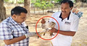 Rare Bird: హుజూరాబాద్‌లో వింత పక్షి కలకలం