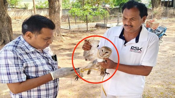 Rare Bird: హుజూరాబాద్‌లో వింత పక్షి కలకలం