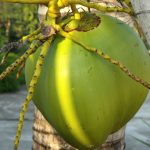 Sweet Coconut: తియ్యటి నీళ్లున్న కొబ్బరిబోండాం ఎంపిక చేసుకునేందుకు చిట్కాలు ఇవిగో