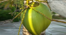 Sweet Coconut: తియ్యటి నీళ్లున్న కొబ్బరిబోండాం ఎంపిక చేసుకునేందుకు చిట్కాలు ఇవిగో