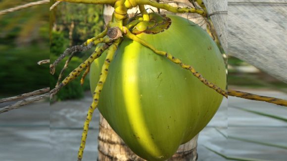 Sweet Coconut: తియ్యటి నీళ్లున్న కొబ్బరిబోండాం ఎంపిక చేసుకునేందుకు చిట్కాలు ఇవిగో