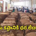 Tobacco Farmers: పొగాకు రైతుల కష్టానికి న్యాయం ఎక్కడ? లక్షల పెట్టుబడి.. చివరికి మంటల్లో పంట!