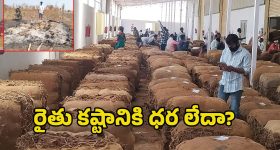 Tobacco Farmers: పొగాకు రైతుల కష్టానికి న్యాయం ఎక్కడ? లక్షల పెట్టుబడి.. చివరికి మంటల్లో పంట!