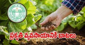 Natural Farming: రాష్ట్రంలో ఈ నెల 20 నుంచి ఘనంగా రైతు మహోత్సవాలు: మంత్రి తుమ్మల!