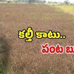 Fake Fertilizers: పంట కోతకొచ్చే వేళ రైతన్నకు గుండె కోత.. అధికారుల నిర్లక్ష్యానికి ఓ రైతు బలి..!