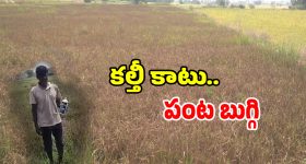 Fake Fertilizers: పంట కోతకొచ్చే వేళ రైతన్నకు గుండె కోత.. అధికారుల నిర్లక్ష్యానికి ఓ రైతు బలి..!