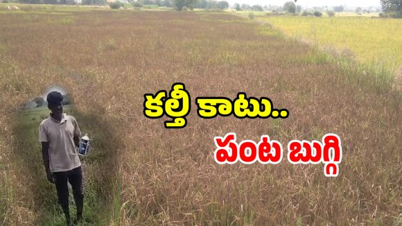 Fake Fertilizers: పంట కోతకొచ్చే వేళ రైతన్నకు గుండె కోత.. అధికారుల నిర్లక్ష్యానికి ఓ రైతు బలి..!