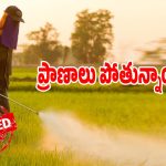Herbicide Ban: ఈ గడ్డి మందుతో మనుషుల ప్రాణాలు పోతున్నాయ్..?