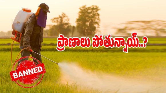 Herbicide Ban: ఈ గడ్డి మందుతో మనుషుల ప్రాణాలు పోతున్నాయ్..?