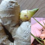 Ginger Plant: ఇంట్లోనే అల్లం సులభమైన పద్దతిలో ఇలా పెంచేయండి