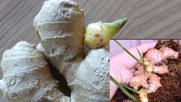 Ginger Plant: ఇంట్లోనే అల్లం సులభమైన పద్దతిలో ఇలా పెంచేయండి