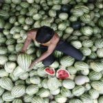 Watermelon prices crash: కిలో పుచ్చకాయ రేటు రూ.7 మాత్రమేనా? యుద్ధం వల్లేనా.. రేట్లు తగ్గడానికి కారణాలేమిటీ?