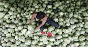 Watermelon prices crash: కిలో పుచ్చకాయ రేటు రూ.7 మాత్రమేనా? యుద్ధం వల్లేనా.. రేట్లు తగ్గడానికి కారణాలేమిటీ?